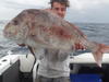 Bunbury Yakfisha's Snapper